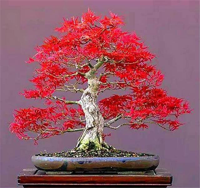 如何把盆栽红枫打造成精美盆景？做好这6点，叶子火红，枝条优雅