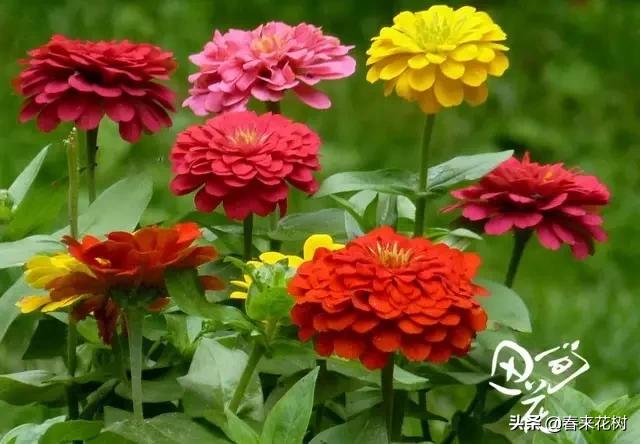 春暖花开,数百种开花植物图谱,你最喜欢哪些呢? 春暖花开,数百种开花植物图谱,你最喜欢哪些呢?