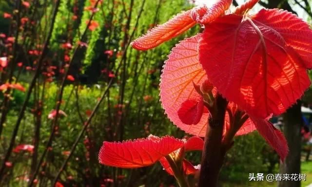 春暖花开,数百种开花植物图谱,你最喜欢哪些呢? 春暖花开,数百种开花植物图谱,你最喜欢哪些呢?