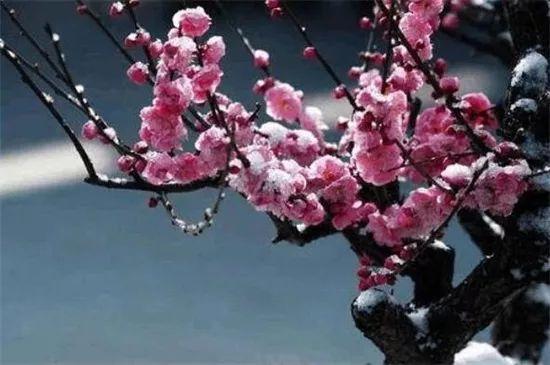 有寓意的树的名字大全，盘点十种有着超好寓意的植株！