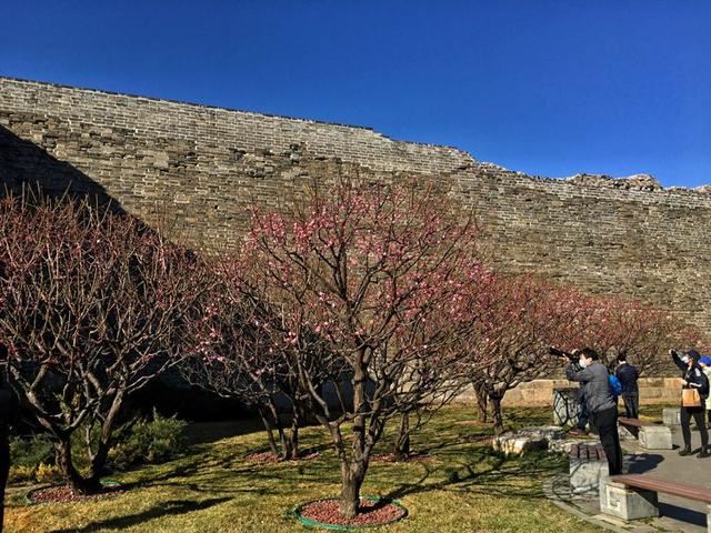 明城墙遗址公园梅花正艳 明城墙遗址公园梅花正艳