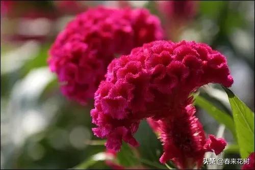 春暖花开,数百种开花植物图谱,你最喜欢哪些呢? 春暖花开,数百种开花植物图谱,你最喜欢哪些呢?