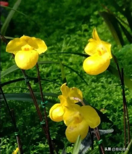 国家Ⅰ级濒危珍稀植物|杏黄兜兰的鉴赏及保护现状 国家Ⅰ级濒危珍稀植物|杏黄兜兰的鉴赏及保护现状
