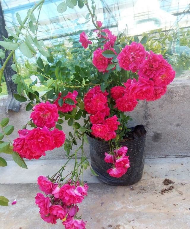 院子里种“3种花”,一棵开上千朵,花香浓郁,花多量大、常开花 院子里种“3种花”,一棵开上千朵,花香浓郁,花多量大、常开花