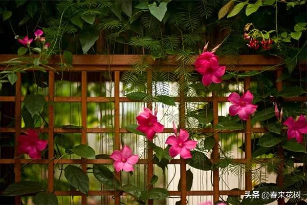 有些植物,一旦爬上了墙,就成了花海 有些植物,一旦爬上了墙,就成了花海