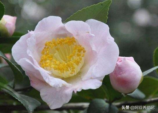 要想“烈香茶花”长得好，掌握“6个”步骤，芳香四溢，颜值超群