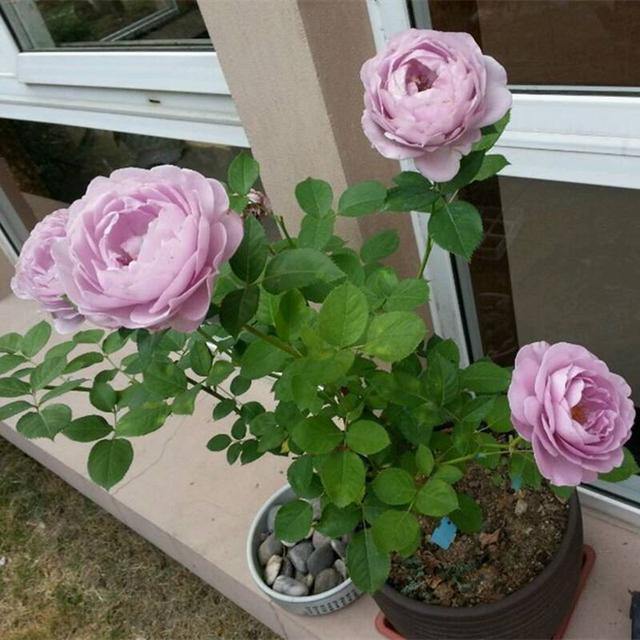 院子里种“3种花”,一棵开上千朵,花香浓郁,花多量大、常开花 院子里种“3种花”,一棵开上千朵,花香浓郁,花多量大、常开花