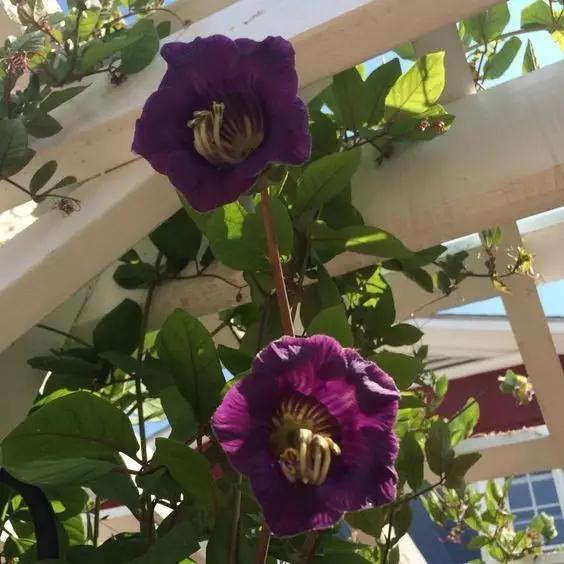 这些爬藤植物不仅可以乘凉,长成拱门也如此绝美! 这些爬藤植物不仅可以乘凉,长成拱门也如此绝美!