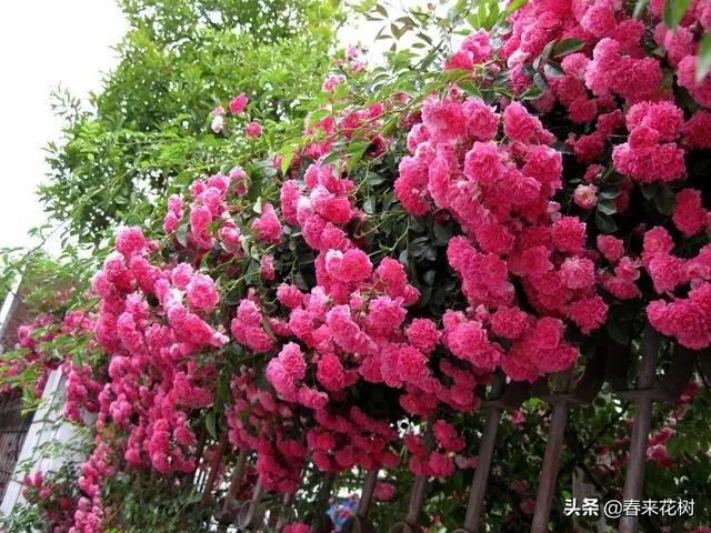 有些植物,一旦爬上了墙,就成了花海 有些植物,一旦爬上了墙,就成了花海