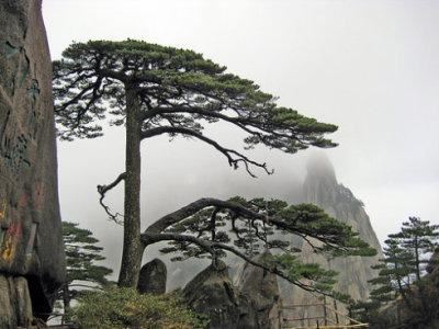 10棵美到令人窒息的树 加拿大有125年的杜鹃花“树”(杜鹃是灌木,属禾本科,并非树) 10棵美到令人窒息的树 日本144岁的老紫藤(亦非树,属藤本植物) 10棵美到令人窒息的树 新西兰南端极端大风下生长的树 10棵美到令人窒息的树 俄勒冈州波特兰市美丽的日本枫树 10棵美到令人窒息的树 德国波恩盛开的樱花树 10棵美到令人窒息的树 南卡罗来纳州约翰岛的天使橡树 10棵美到令人窒息的树 也门的Dragonblood 10棵美到令人窒息的树 南非天玺的Jacarandas 10棵美到令人窒 10棵美到令人窒息的树 加拿大有125年的杜鹃花“树”(杜鹃是灌木,属禾本科,并非树) 10棵美到令人窒息的树 日本144岁的老紫藤(亦非树,属藤本植物) 10棵美到令人窒息的树 新西兰南端极端大风下生长的树 10棵美到令人窒息的树 俄勒冈州波特兰市美丽的日本枫树 10棵美到令人窒息的树 德国波恩盛开的樱花树 10棵美到令人窒息的树 南卡罗来纳州约翰岛的天使橡树 10棵美到令人窒息的树 也门的Dragonblood 10棵美到令人窒息的树 南非天玺的Jacarandas 10棵美到令人窒