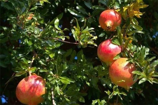 有寓意的树的名字大全，盘点十种有着超好寓意的植株！