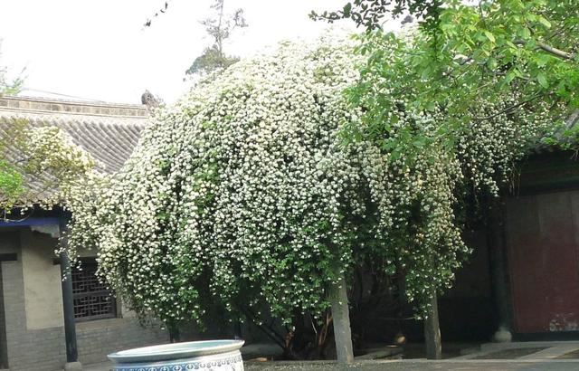 院子里种“3种花”,一棵开上千朵,花香浓郁,花多量大、常开花 院子里种“3种花”,一棵开上千朵,花香浓郁,花多量大、常开花