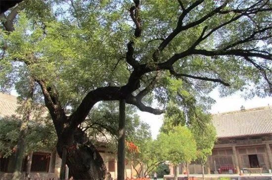 有寓意的树的名字大全，盘点十种有着超好寓意的植株！