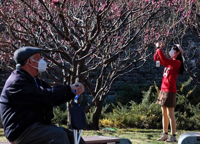明城墙遗址公园梅花正艳 明城墙遗址公园梅花正艳