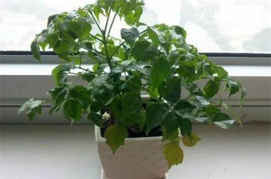 有寓意的树的名字大全，盘点十种有着超好寓意的植株！