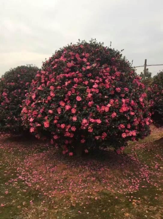 茶梅是茶花和梅花的结合体,过完年就可以种植,还能再开一茬 茶梅是茶花和梅花的结合体,过完年就可以种植,还能再开一茬
