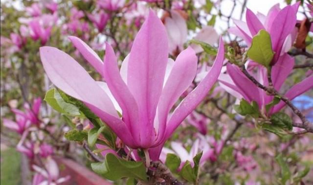 适合庭院栽的2种树,春天开花太美,变成美丽小花园 适合庭院栽的2种树,春天开花太美,变成美丽小花园