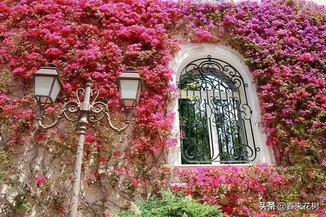 有些植物,一旦爬上了墙,就成了花海 有些植物,一旦爬上了墙,就成了花海