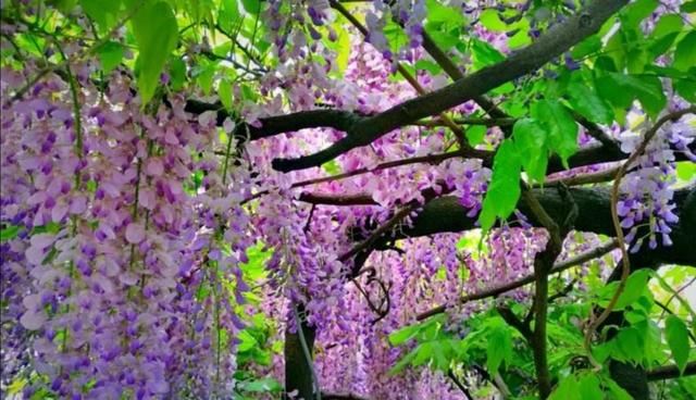 适合庭院栽的2种树,春天开花太美,变成美丽小花园 适合庭院栽的2种树,春天开花太美,变成美丽小花园