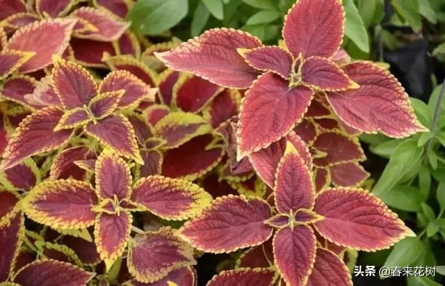 春暖花开,数百种开花植物图谱,你最喜欢哪些呢? 春暖花开,数百种开花植物图谱,你最喜欢哪些呢?