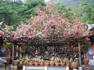 10棵美到令人窒息的树 加拿大有125年的杜鹃花“树”(杜鹃是灌木,属禾本科,并非树) 10棵美到令人窒息的树 日本144岁的老紫藤(亦非树,属藤本植物) 10棵美到令人窒息的树 新西兰南端极端大风下生长的树 10棵美到令人窒息的树 俄勒冈州波特兰市美丽的日本枫树 10棵美到令人窒息的树 德国波恩盛开的樱花树 10棵美到令人窒息的树 南卡罗来纳州约翰岛的天使橡树 10棵美到令人窒息的树 也门的Dragonblood 10棵美到令人窒息的树 南非天玺的Jacarandas 10棵美到令人窒 10棵美到令人窒息的树 加拿大有125年的杜鹃花“树”(杜鹃是灌木,属禾本科,并非树) 10棵美到令人窒息的树 日本144岁的老紫藤(亦非树,属藤本植物) 10棵美到令人窒息的树 新西兰南端极端大风下生长的树 10棵美到令人窒息的树 俄勒冈州波特兰市美丽的日本枫树 10棵美到令人窒息的树 德国波恩盛开的樱花树 10棵美到令人窒息的树 南卡罗来纳州约翰岛的天使橡树 10棵美到令人窒息的树 也门的Dragonblood 10棵美到令人窒息的树 南非天玺的Jacarandas 10棵美到令人窒