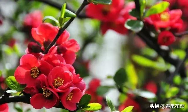 春暖花开,数百种开花植物图谱,你最喜欢哪些呢? 春暖花开,数百种开花植物图谱,你最喜欢哪些呢?