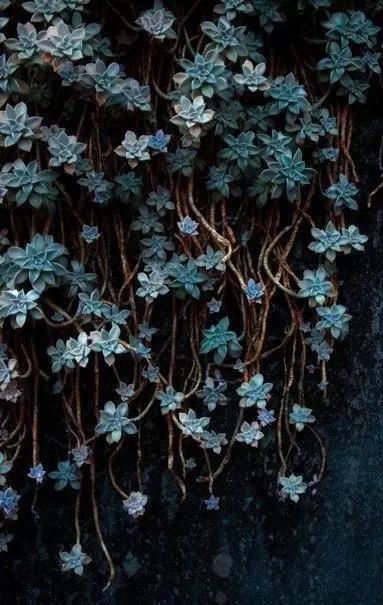 这些爬藤植物不仅可以乘凉,长成拱门也如此绝美! 这些爬藤植物不仅可以乘凉,长成拱门也如此绝美!