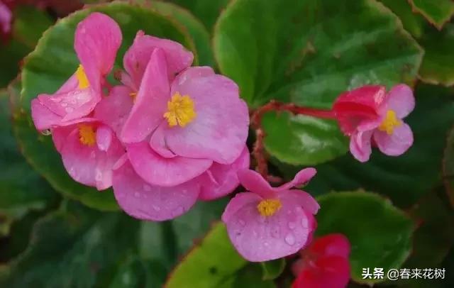 春暖花开,数百种开花植物图谱,你最喜欢哪些呢? 春暖花开,数百种开花植物图谱,你最喜欢哪些呢?