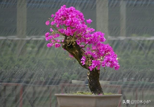 十大最佳盆景树,你喜欢哪一种? 十大最佳盆景树,你喜欢哪一种?