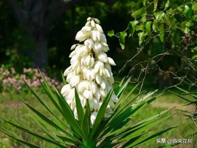 春暖花开,数百种开花植物图谱,你最喜欢哪些呢? 春暖花开,数百种开花植物图谱,你最喜欢哪些呢?