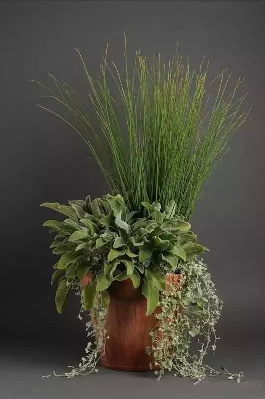 这样搭配花草,美到不要不要的 这样搭配花草,美到不要不要的