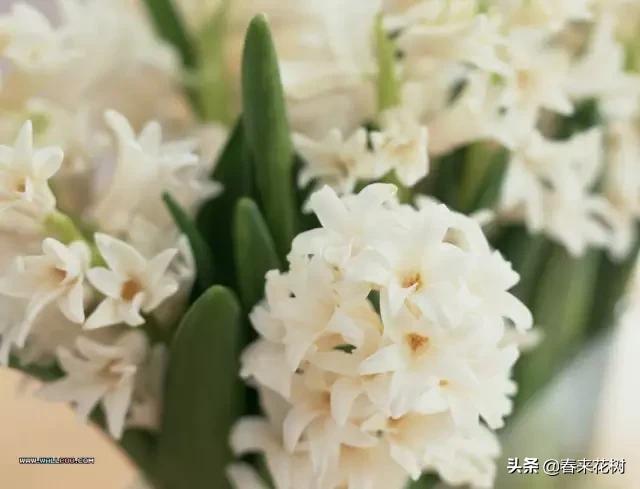 春暖花开,数百种开花植物图谱,你最喜欢哪些呢? 春暖花开,数百种开花植物图谱,你最喜欢哪些呢?