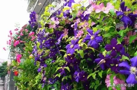 有些植物,一旦爬上了墙,就成了花海 有些植物,一旦爬上了墙,就成了花海