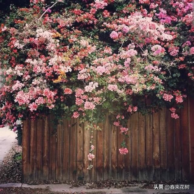有些植物,一旦爬上了墙,就成了花海 有些植物,一旦爬上了墙,就成了花海
