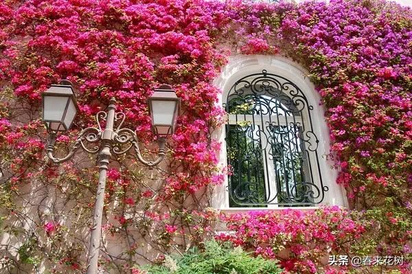 有些植物,一旦爬上了墙,就成了花海 有些植物,一旦爬上了墙,就成了花海