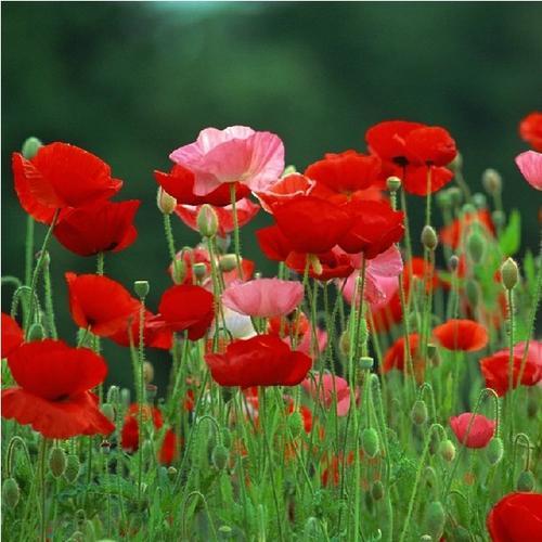 如何快速打造一个漂亮的小花园 如何快速打造一个漂亮的小花园