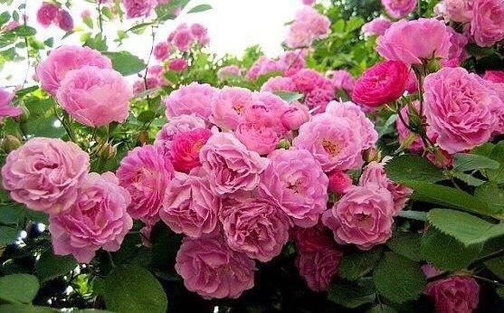 院子里种“3种花”,一棵开上千朵,花香浓郁,花多量大、常开花 院子里种“3种花”,一棵开上千朵,花香浓郁,花多量大、常开花