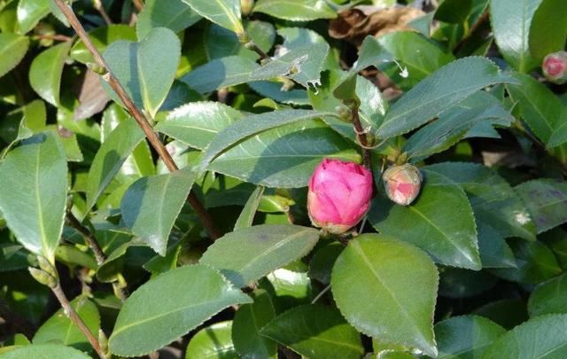 茶梅是茶花和梅花的结合体,过完年就可以种植,还能再开一茬 茶梅是茶花和梅花的结合体,过完年就可以种植,还能再开一茬