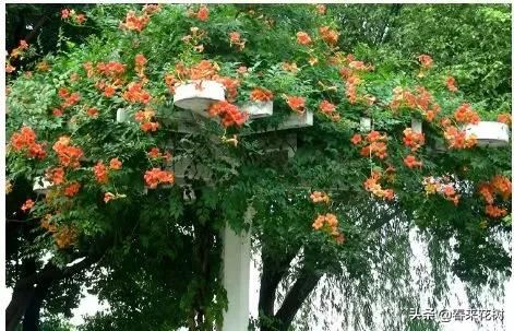 有些植物,一旦爬上了墙,就成了花海 有些植物,一旦爬上了墙,就成了花海