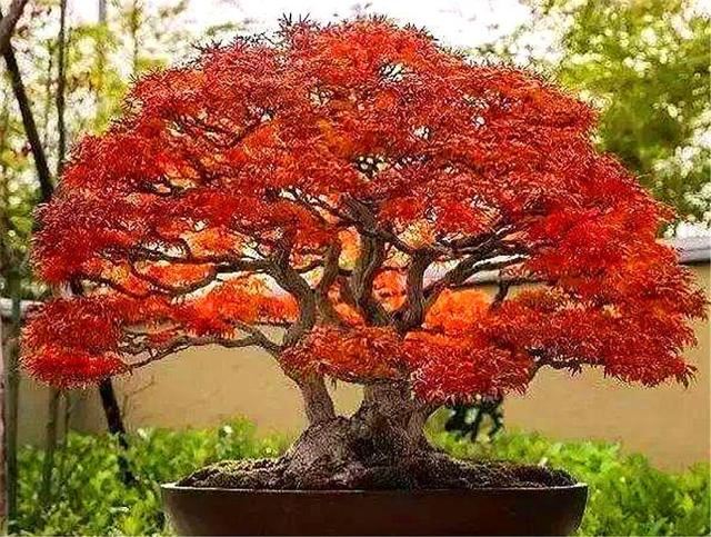 如何把盆栽红枫打造成精美盆景？做好这6点，叶子火红，枝条优雅