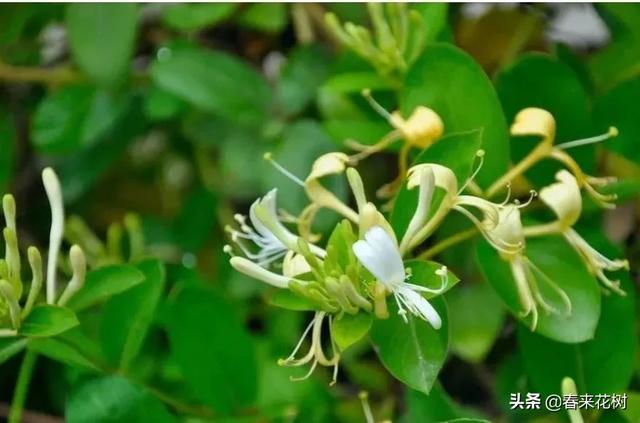 有些植物,一旦爬上了墙,就成了花海 有些植物,一旦爬上了墙,就成了花海