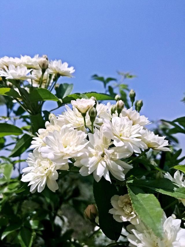 院子里种“3种花”,一棵开上千朵,花香浓郁,花多量大、常开花 院子里种“3种花”,一棵开上千朵,花香浓郁,花多量大、常开花