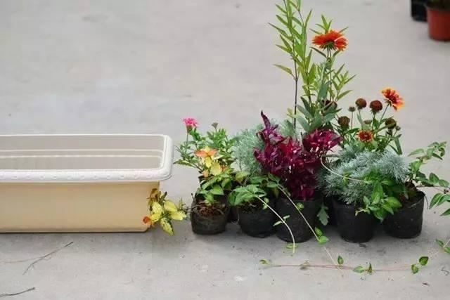 这样搭配花草,美到不要不要的 这样搭配花草,美到不要不要的