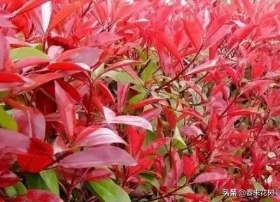 春暖花开,数百种开花植物图谱,你最喜欢哪些呢? 春暖花开,数百种开花植物图谱,你最喜欢哪些呢?