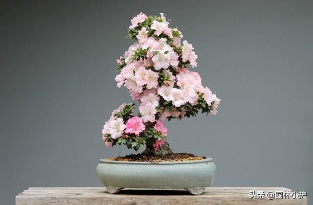 十大最佳盆景树,你喜欢哪一种? 十大最佳盆景树,你喜欢哪一种?