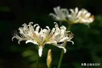 春暖花开,数百种开花植物图谱,你最喜欢哪些呢? 春暖花开,数百种开花植物图谱,你最喜欢哪些呢?