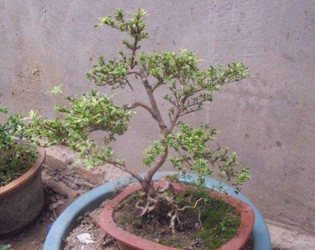六月雪做成盆景，枝叶清秀，开花似雪，姿态优美