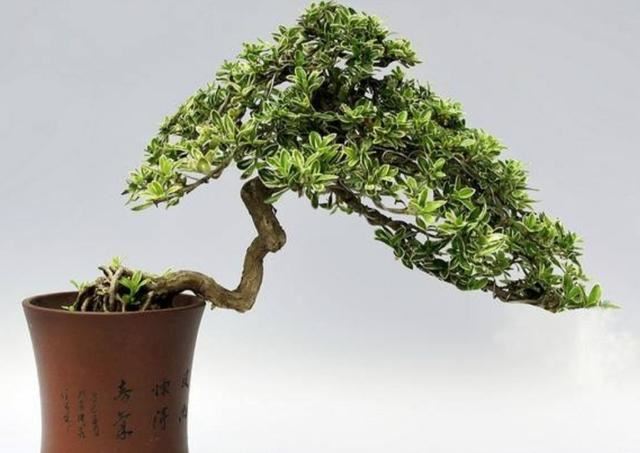 六月雪做成盆景，枝叶清秀，开花似雪，姿态优美