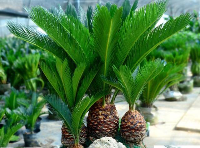 家里养棵这种盆景,叶子优美,四季常绿,美观又大方 家里养棵这种盆景,叶子优美,四季常绿,美观又大方