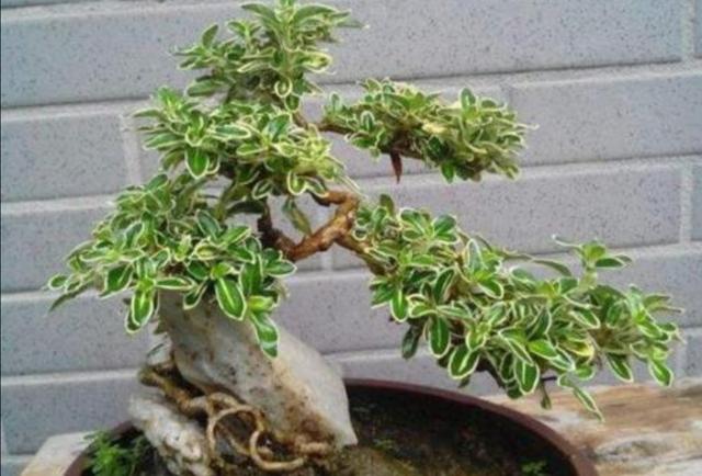 六月雪做成盆景，枝叶清秀，开花似雪，姿态优美